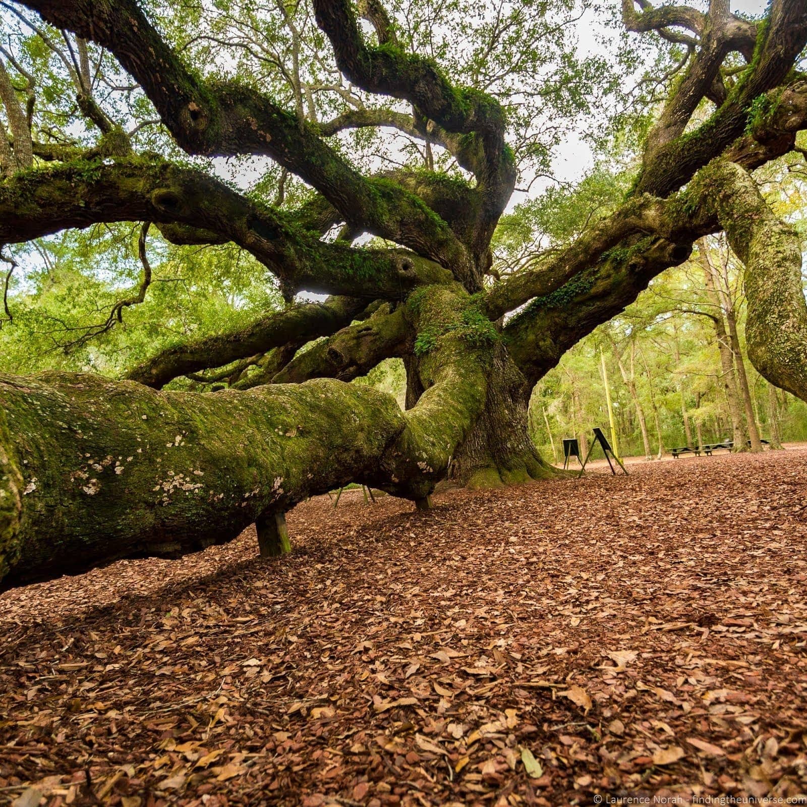 Angel Oak Tree%252C Charleston_by_Laurence Norah Angel Oak Tree%252C Charleston_by_Laurence Norah