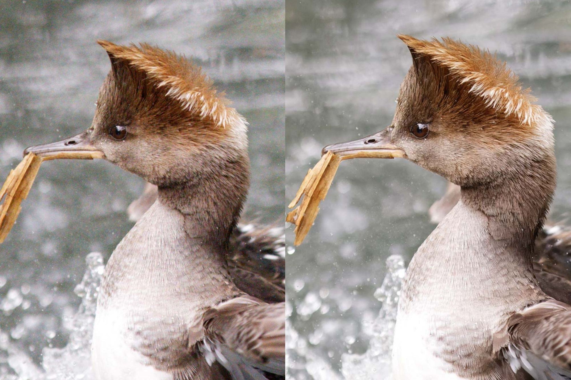 Best Noise Reduction Software for Photography - Topaz Photo vs On1 NoNoise AI vs DxO PureRAW vs Adobe Lightroom