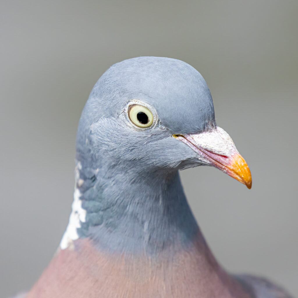 Canon EOS R5 Review for Travel Photography