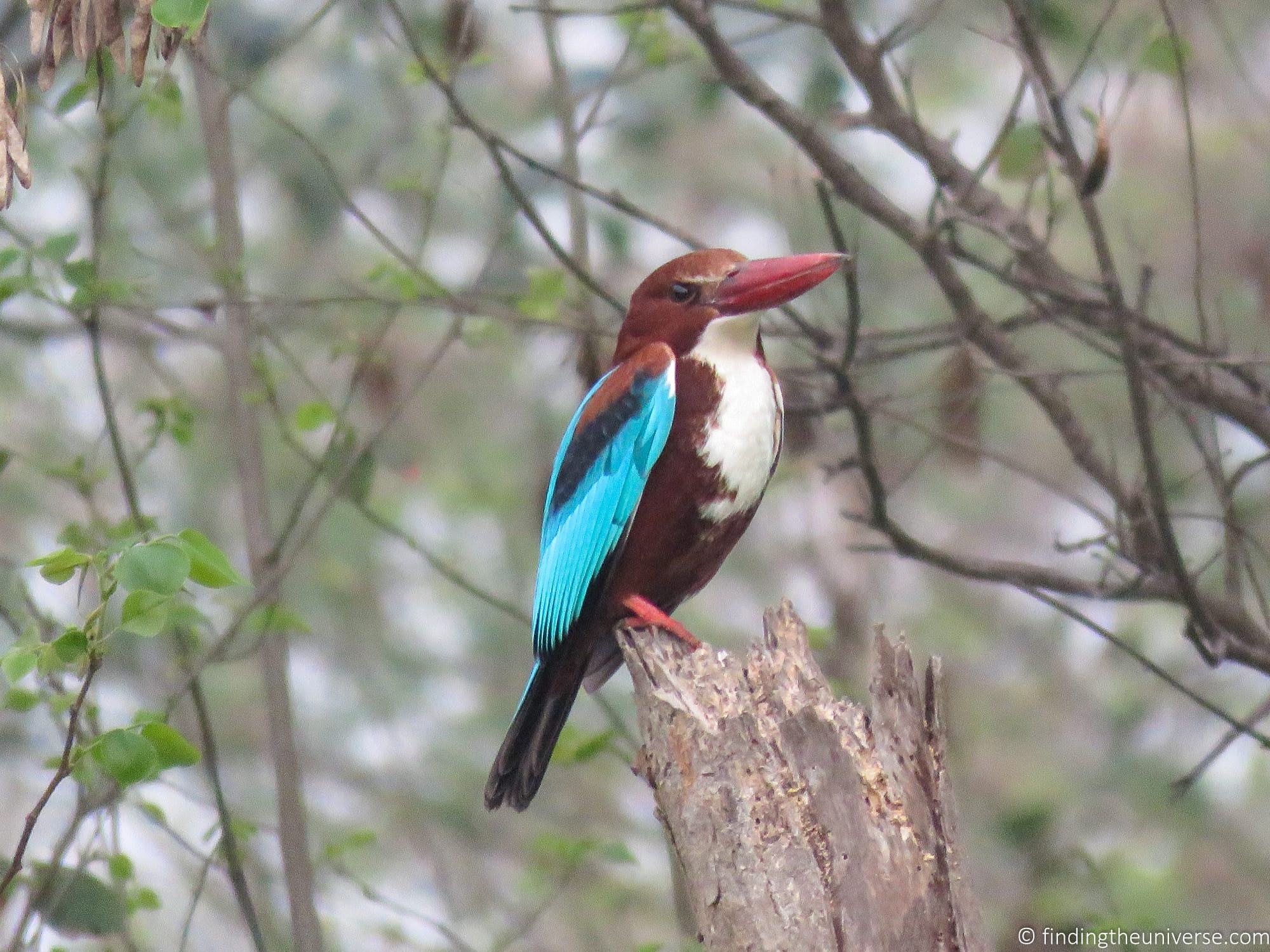 _by_Laurence Norah-3