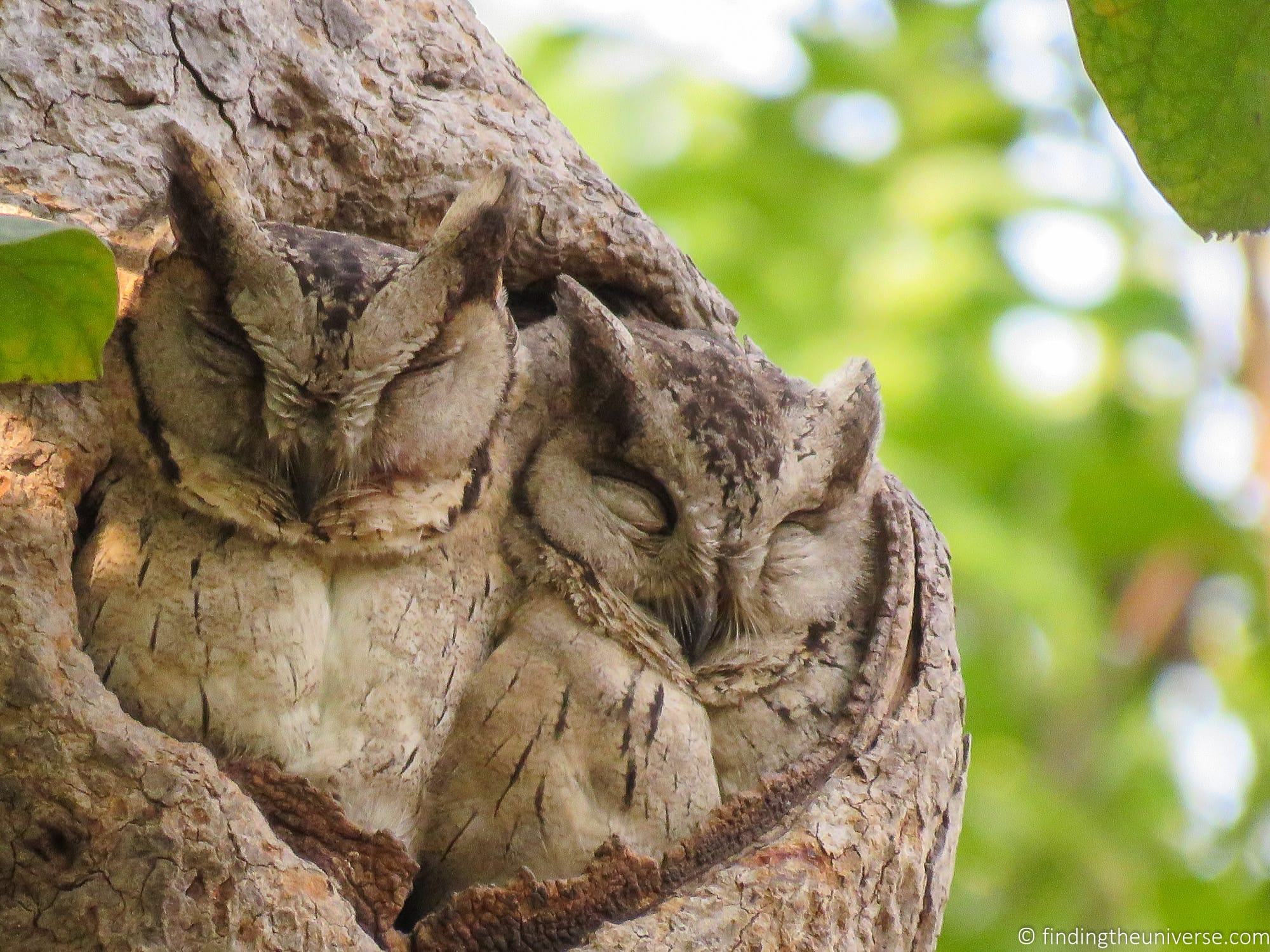 _by_Laurence Norah-2