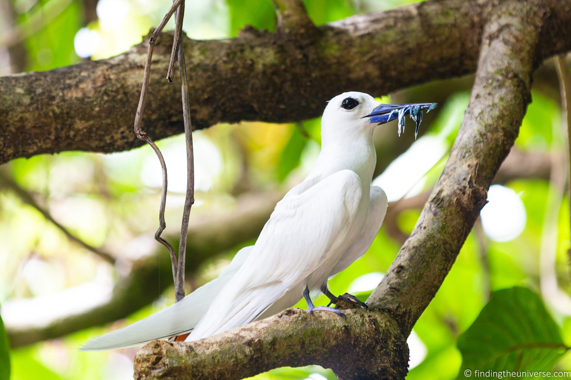 Fairy tern Cousine Island
