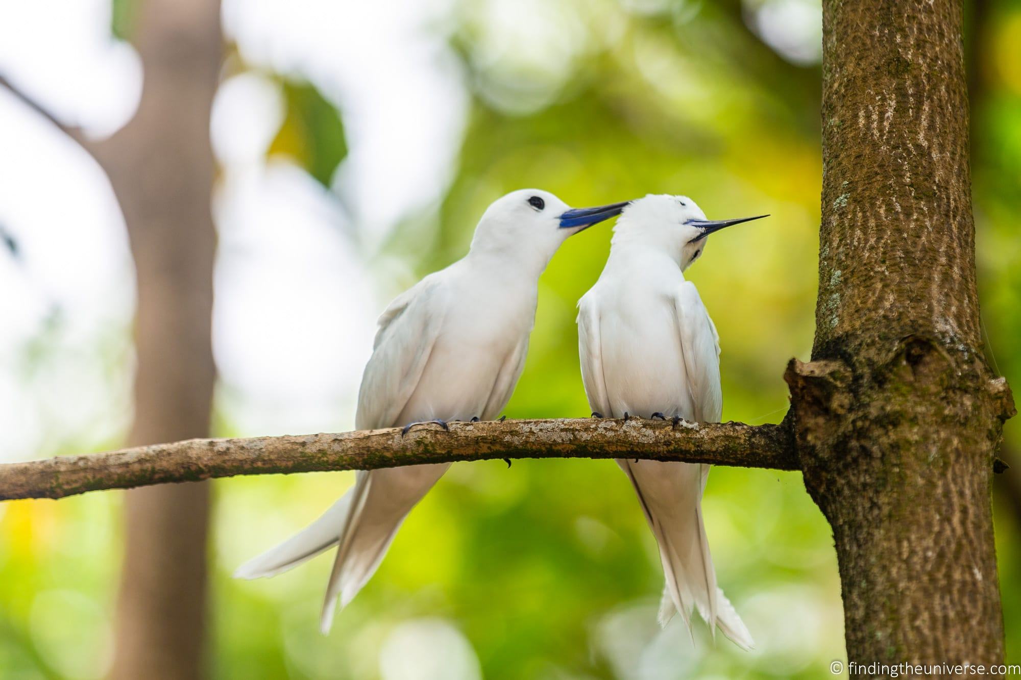 Fairy terns