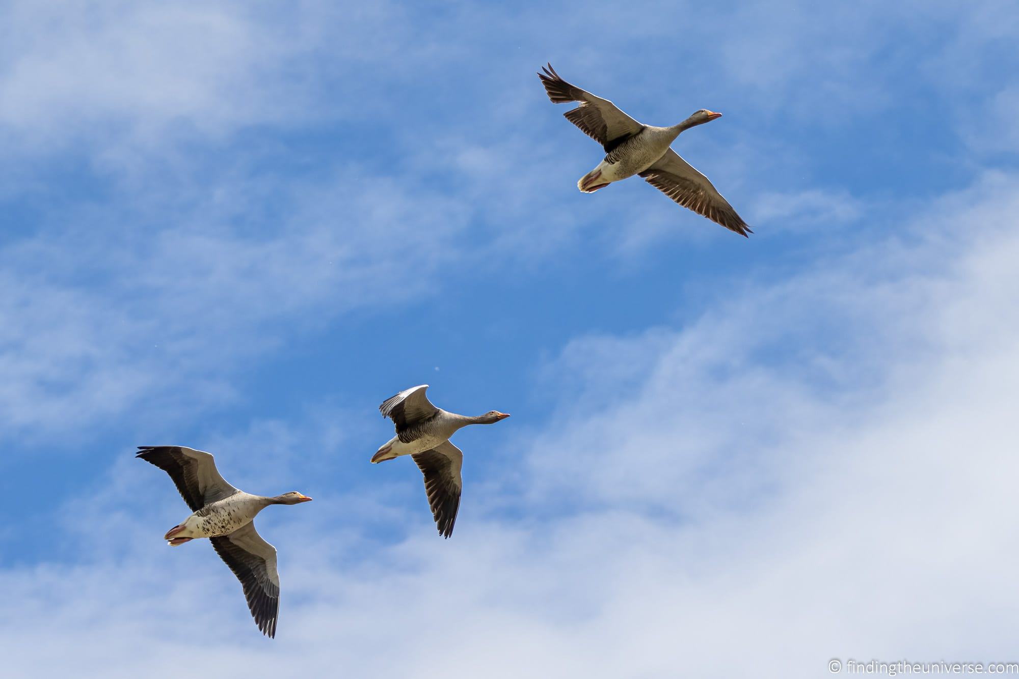 Geese in flight