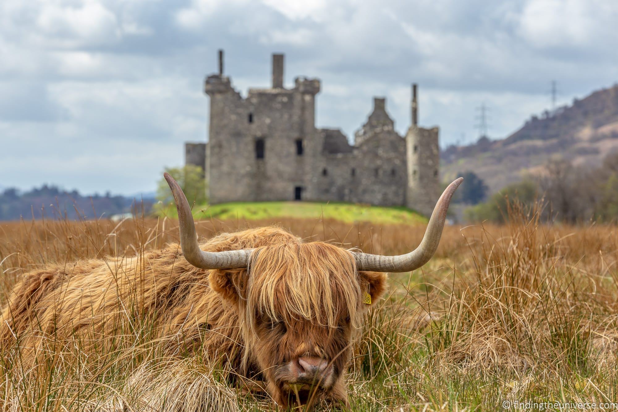 Highland coo depth of field