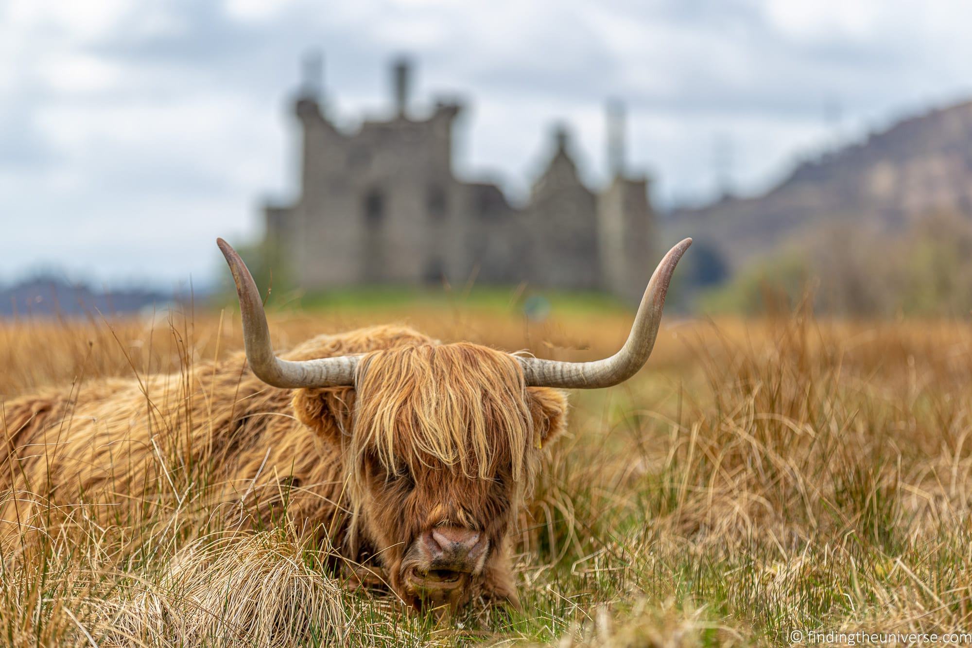 Highland Coo