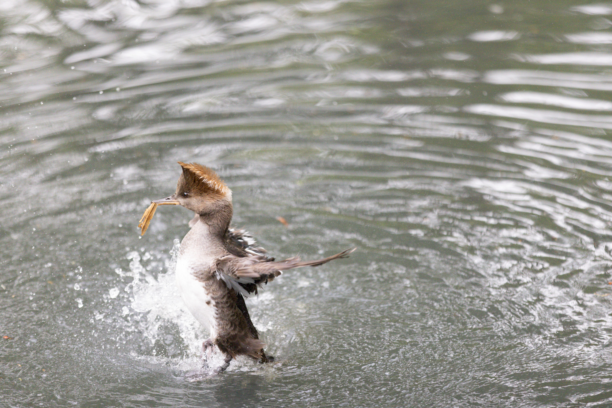 Image 2 – uncropped