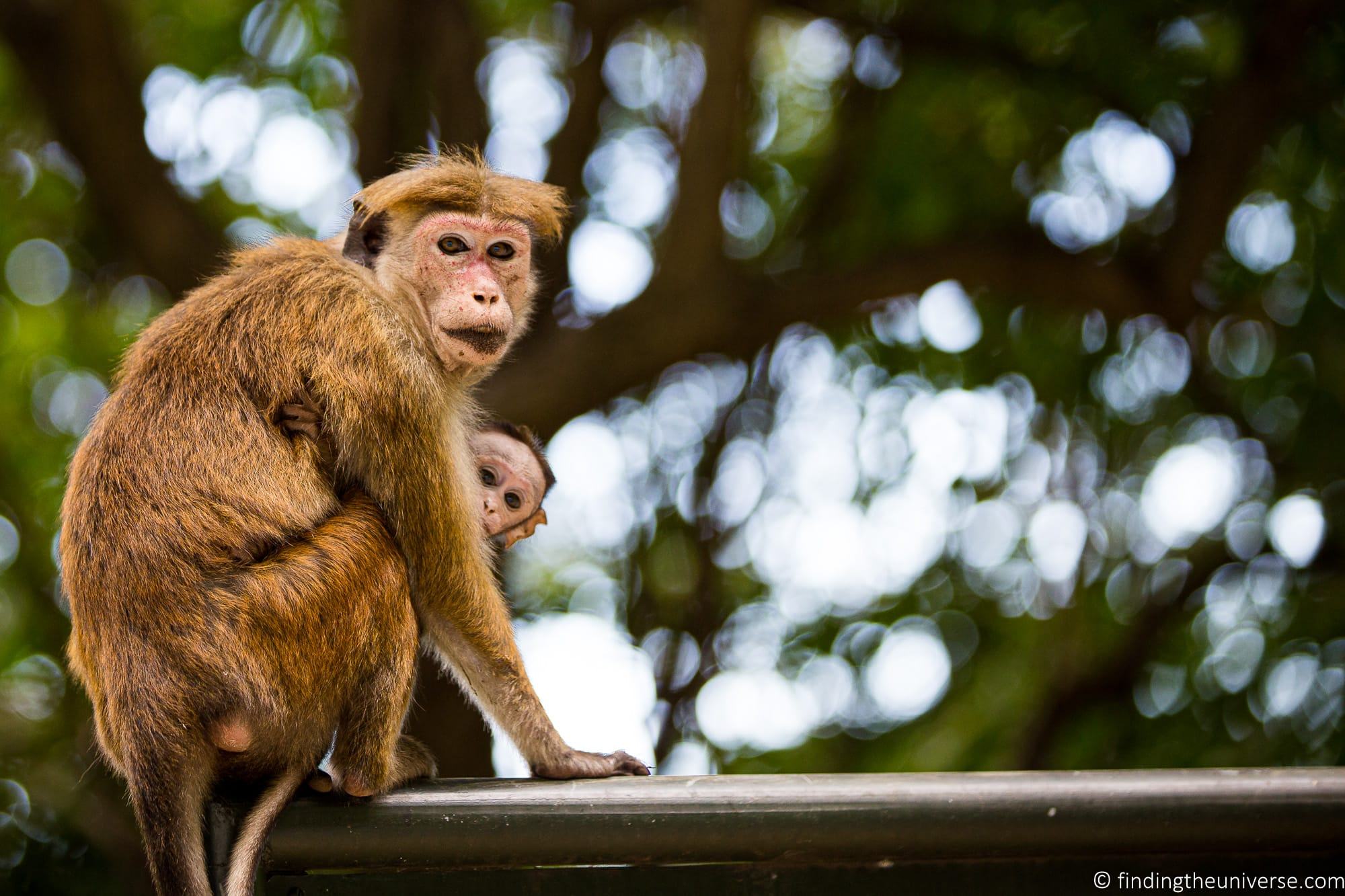 Jetwing Eco Tours Sri Lanka