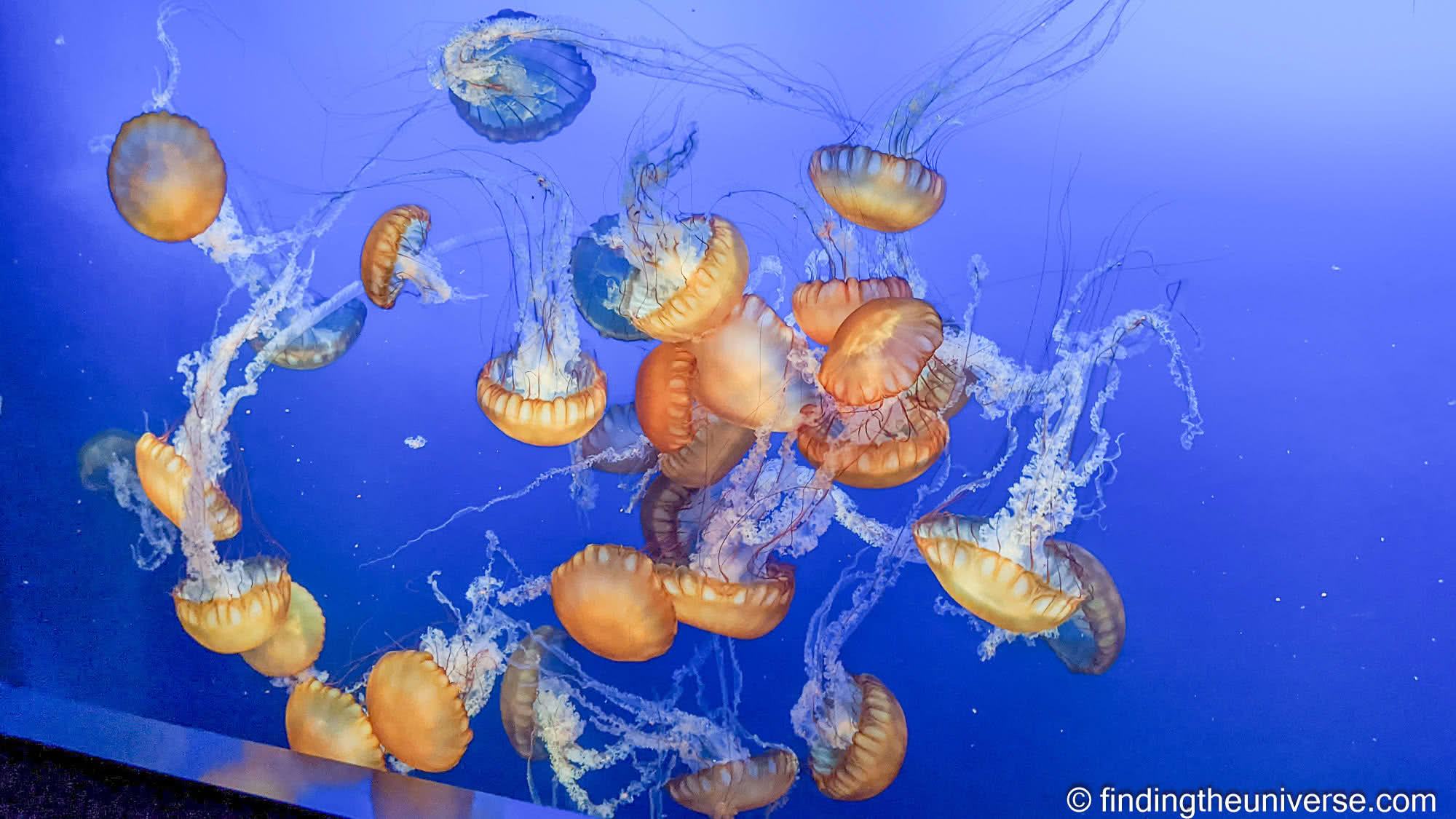 Omaha Zoo by Laurence Norah-2