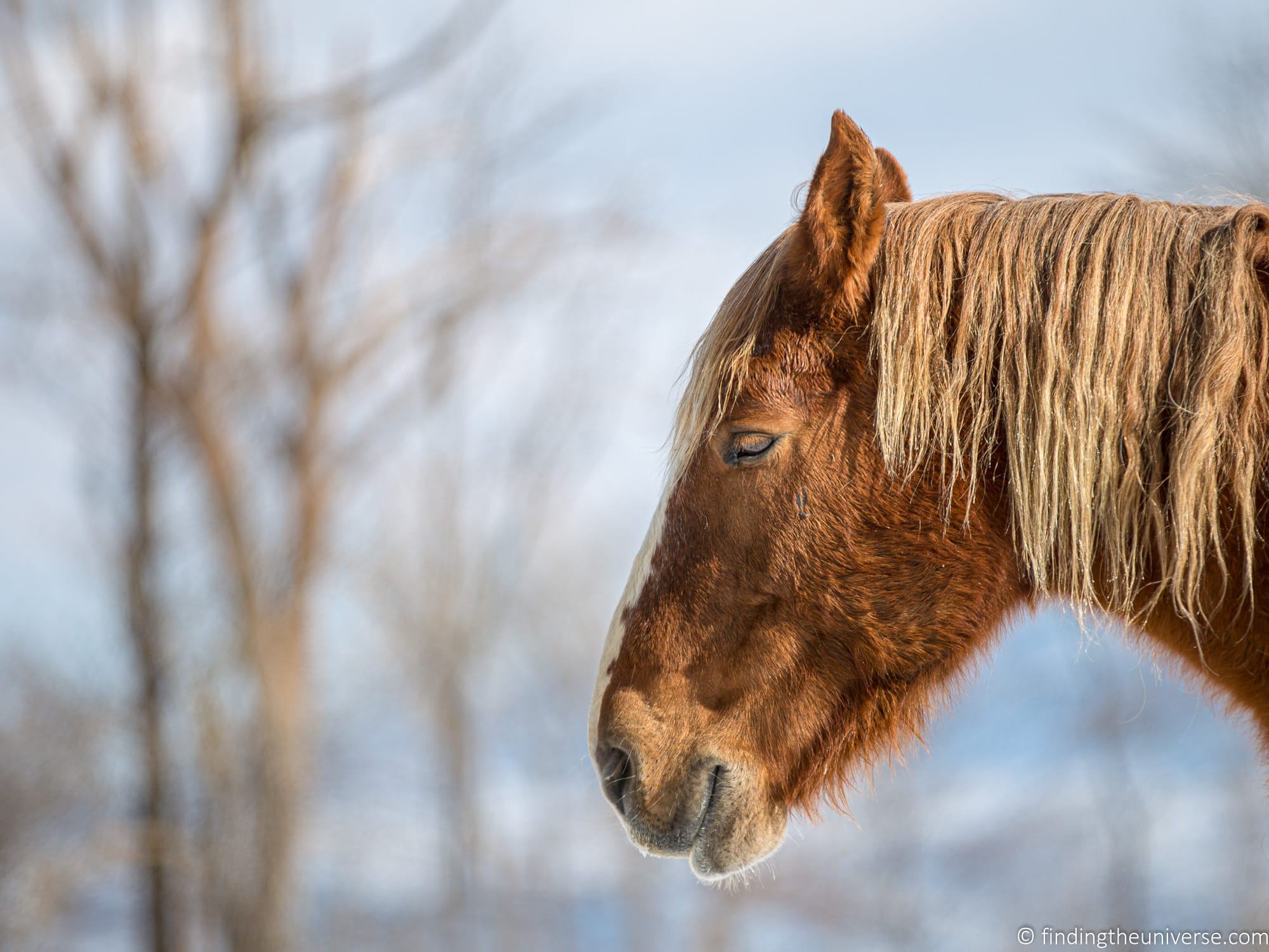 Pyrenees Horse