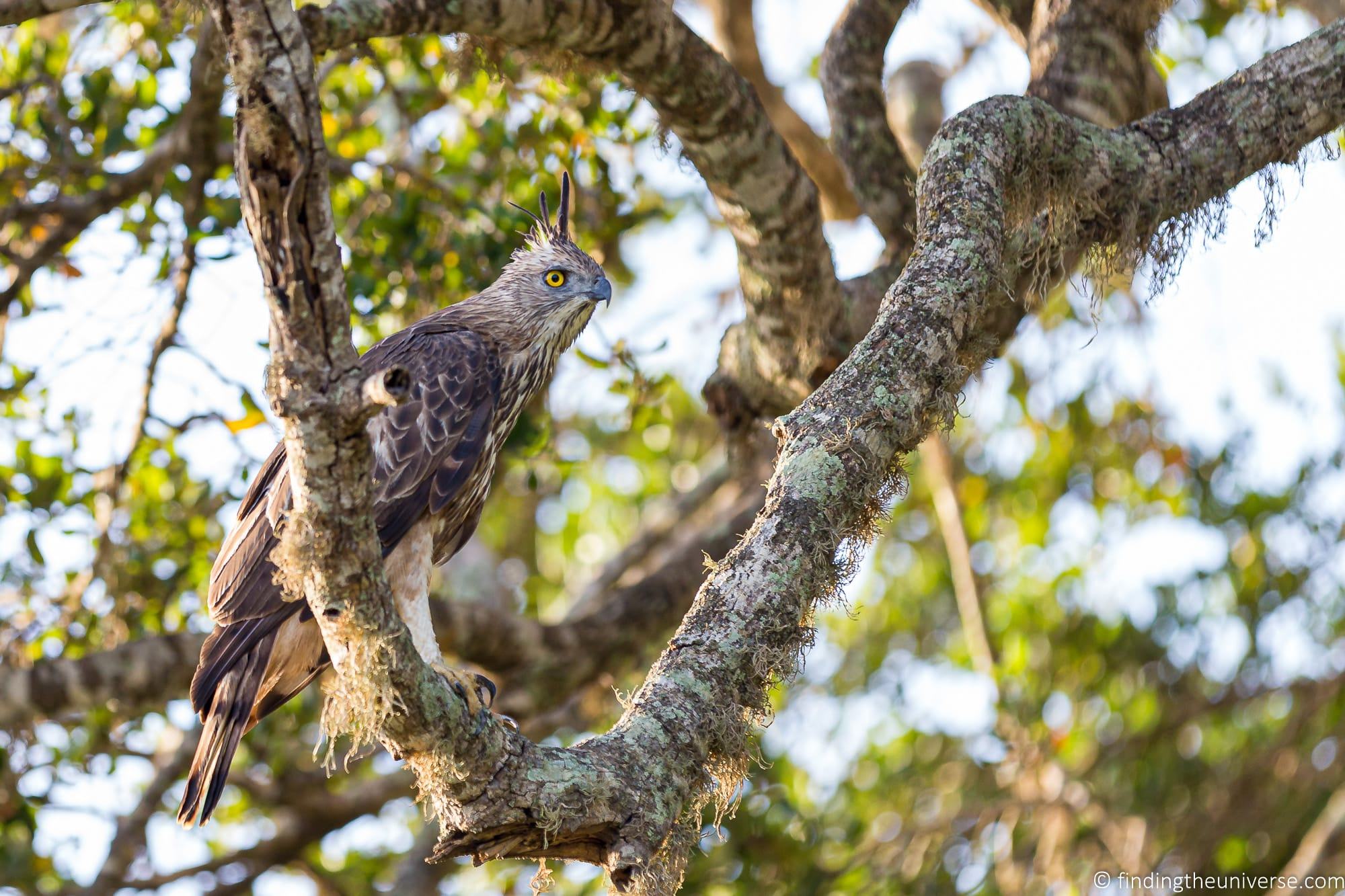 Yala National Park Sri LAnka