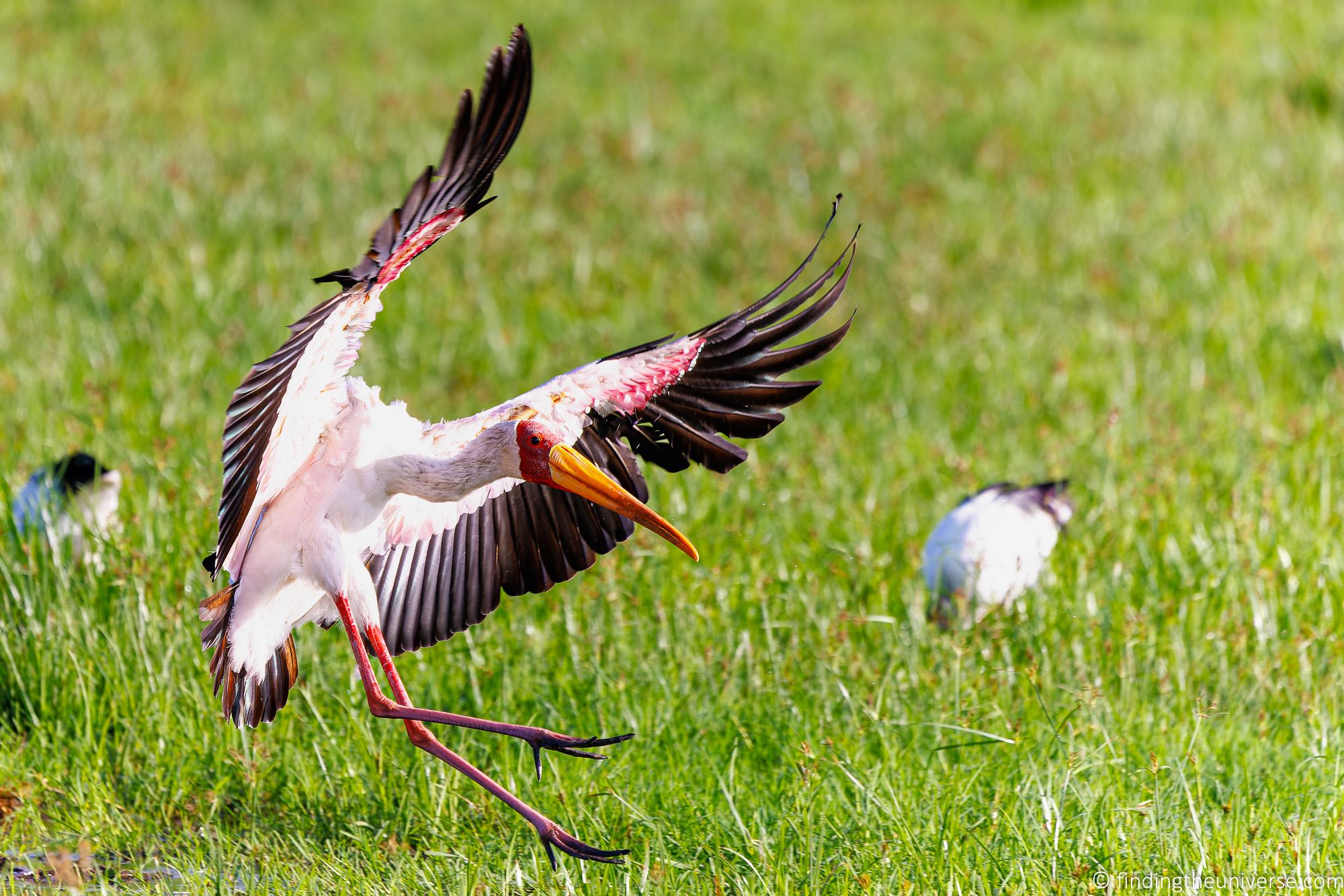Yellow billed stork
