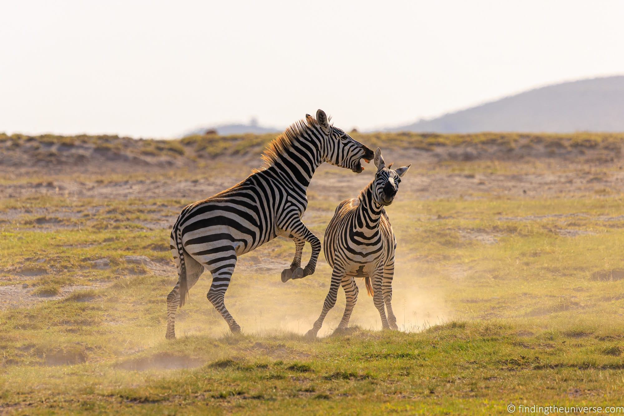 Zebra fighting