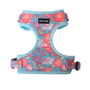 Shop Temple and Webster Collars, Leashes and Harnesses